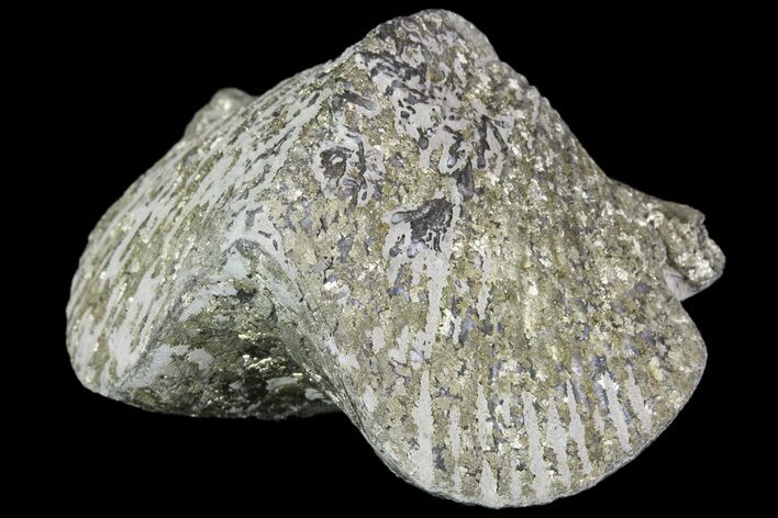 Pyrite Replaced Brachiopod (Paraspirifer) - Ohio #89716